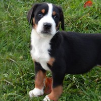 Greater Swiss Mountain Dog breed puppy minepuppy